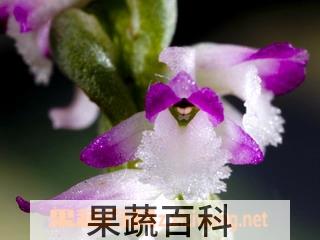 果蔬百科绶草