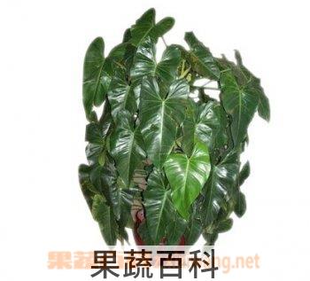 果蔬百科琴叶喜竹芋