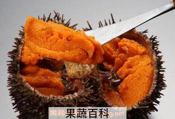活海胆怎么保存 活海胆怎么吃