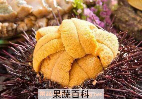 活海胆怎么保存 活海胆怎么吃
