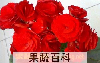 果蔬百科秋海棠