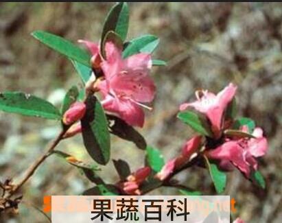 果蔬百科 柳条杜鹃