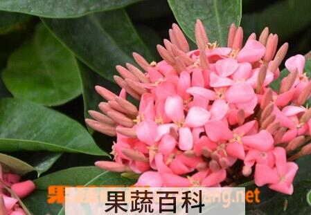 果蔬百科龙船花