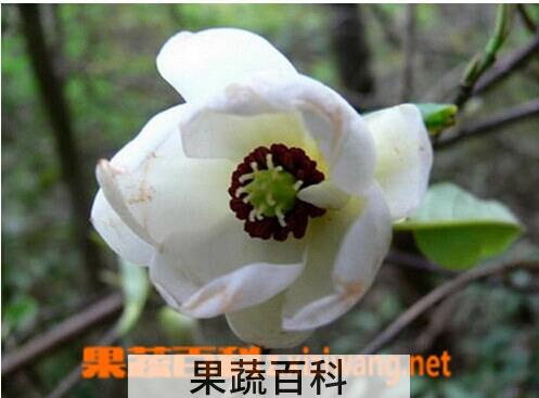 果蔬百科 龙女花