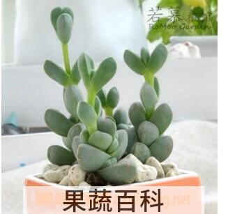 果蔬百科鹿角海棠