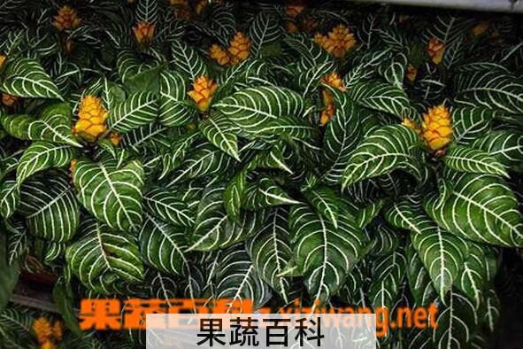 果蔬百科金脉单药花