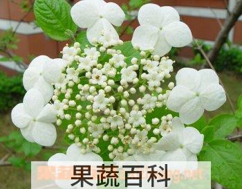 果蔬百科琼花