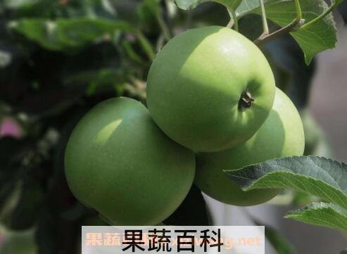 吃青苹果有什么好处 青苹果的营养成分