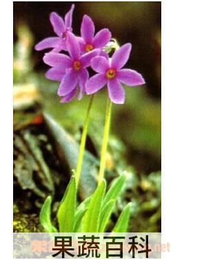 果蔬百科林芝报春花