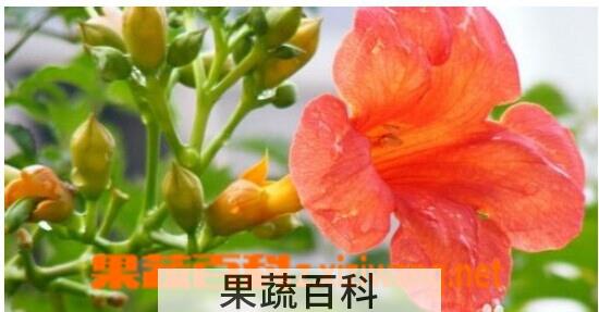 果蔬百科 凌霄