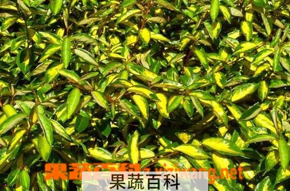 果蔬百科金心胡颓子