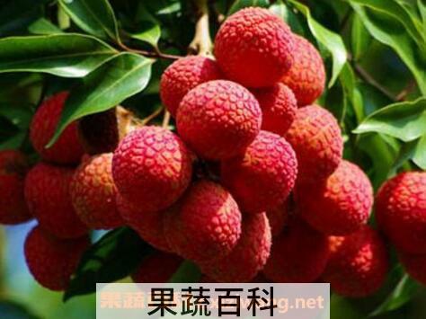 孕妇能吃荔枝吗 孕妇吃荔枝的好处和坏处