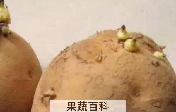发芽的土豆怎么处理 吃了发芽土豆怎么解毒