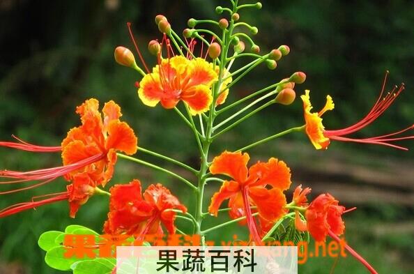 果蔬百科金凤花