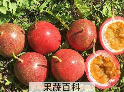 百香果皮怎么吃 百香果皮的吃法技巧