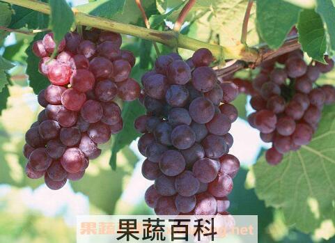 葡萄怎么去皮快 葡萄去皮的方法妙招