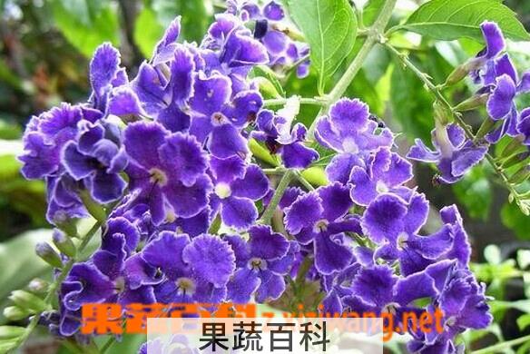 果蔬百科金露花