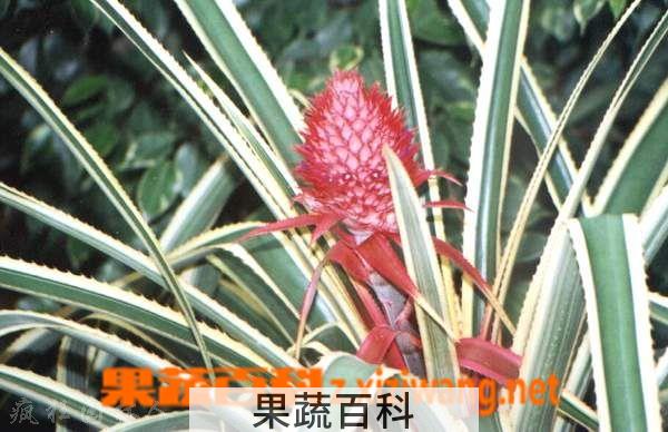 果蔬百科艳凤梨