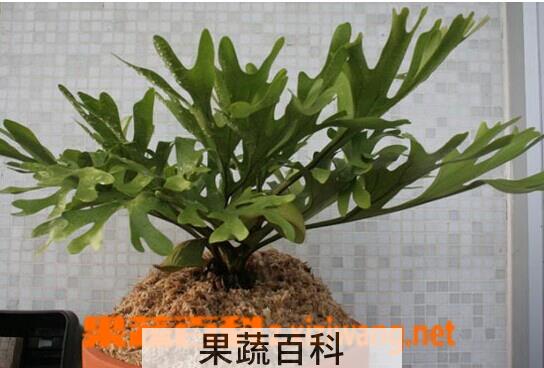 果蔬百科鹿角蕨