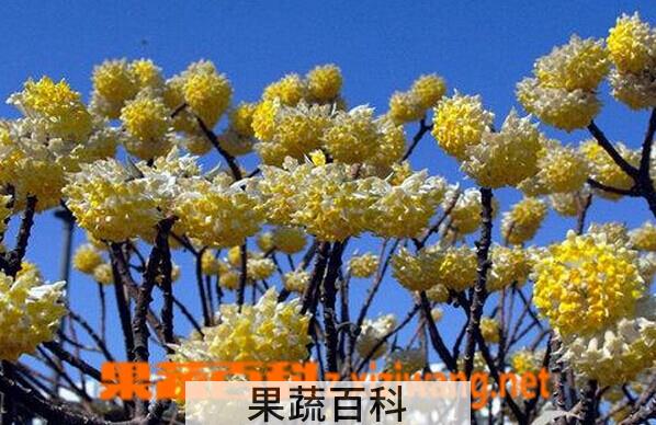 果蔬百科结香花