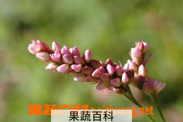 果蔬百科睫穗蓼