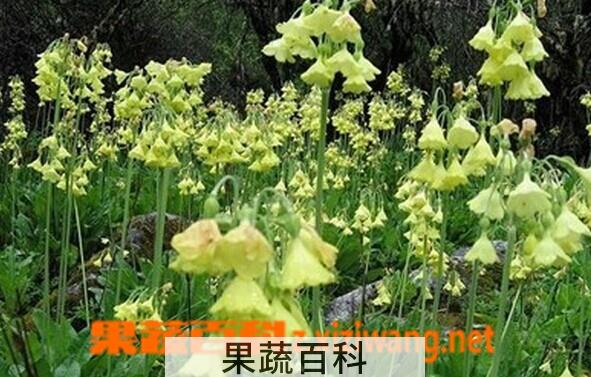 果蔬百科金黄脆蒴报春