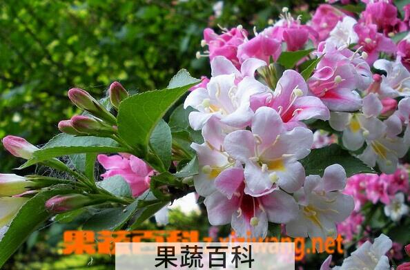 果蔬百科锦带花