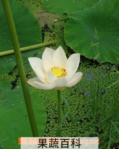 果蔬百科岩生银莲花