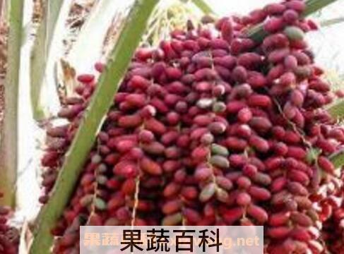 椰枣核的功效与作用 吃椰枣的好处