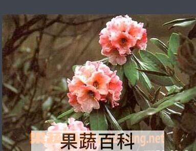 果蔬百科 裂毛雪山杜鹃