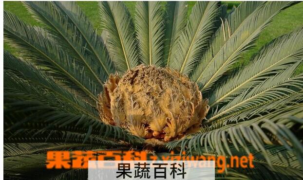 果蔬百科 鳞秕泽米铁