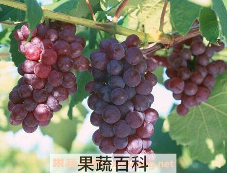  葡萄皮怎么容易剥 葡萄的营养价值