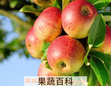 苹果去皮好还是不去皮好 苹果去皮技巧