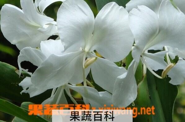 果蔬百科姜花