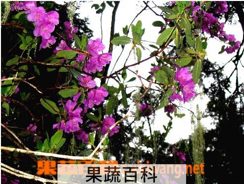 果蔬百科 林芝杜鹃