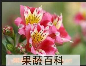 果蔬百科 六出花