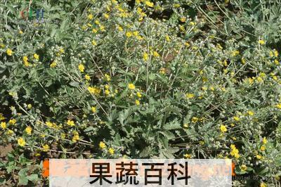 果蔬百科 雪山翻白草的功效与作用