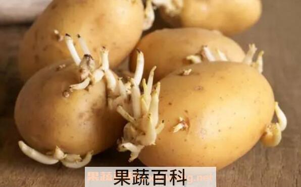 土豆发芽了还能吃吗 吃发芽土豆的危害