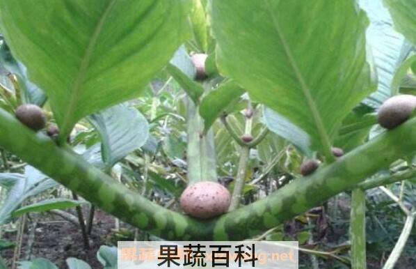 魔芋长什么样子的图片 什么人不能吃魔芋