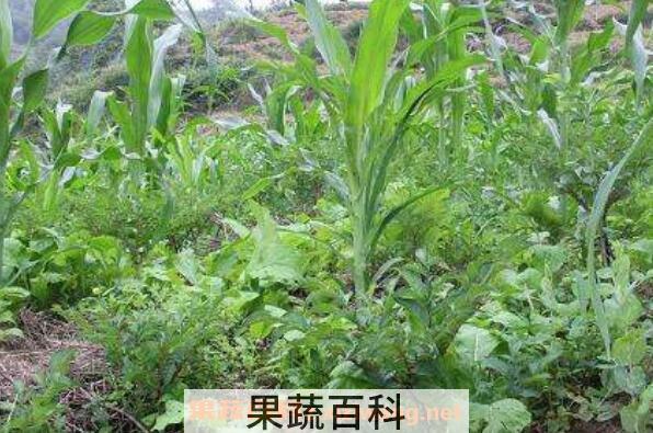 魔芋长什么样子的图片 什么人不能吃魔芋