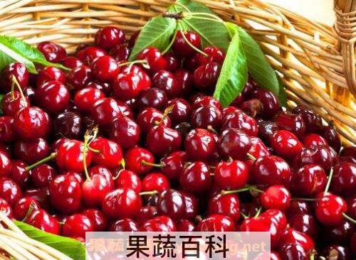 车厘子和樱桃的区别有哪些