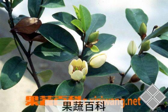果蔬百科夜合花