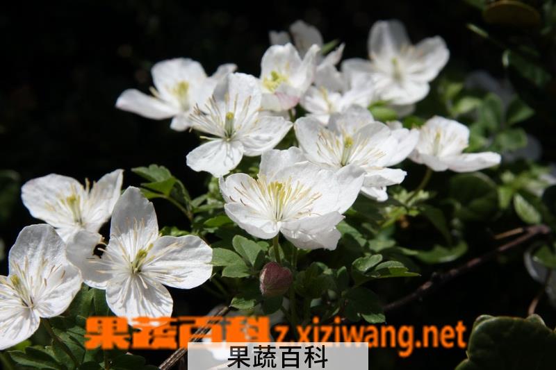 果蔬百科绣球藤的功效与作用
