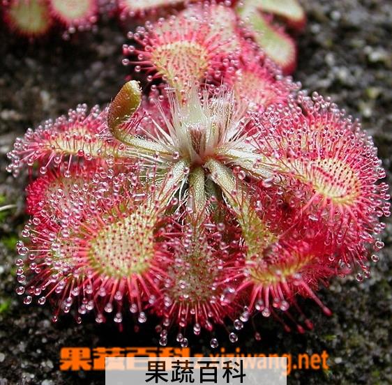 果蔬百科 小毛毡苔