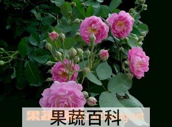果蔬百科蔷薇
