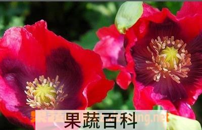果蔬百科瑞云