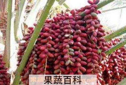 椰枣的功效与作用