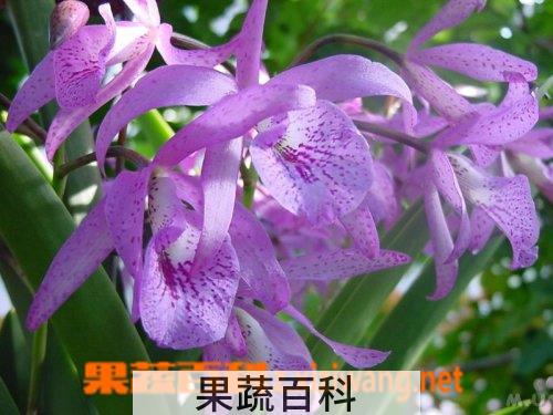 果蔬百科瑞香