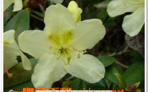 三花杜鹃的功效与作用及禁忌 三花杜鹃的功效与作用图片