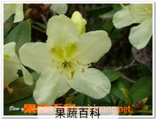 果蔬百科三花杜鹃